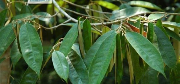 榴莲长在哪里的地方