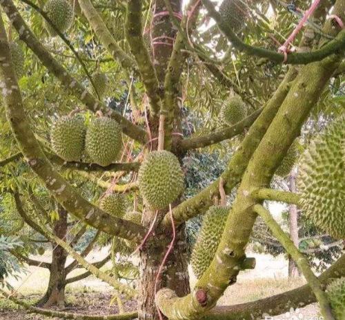 榴莲长在哪里的地方