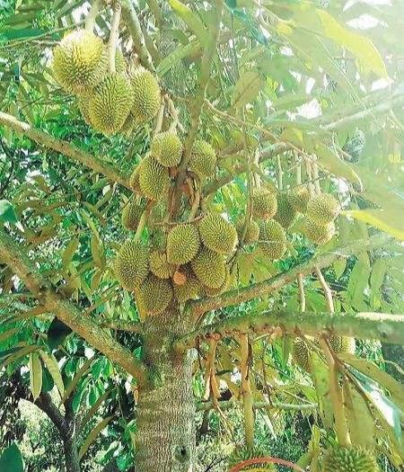 榴莲长在哪里的地方