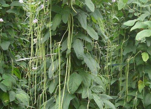 豇豆种植时间和方法