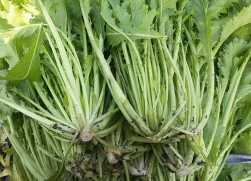 芥菜亩产量一般多少斤正常