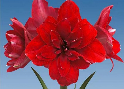 朱顶红如何养护开花时间更长