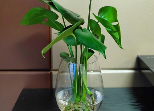 夏季养护鹤望兰有什么技巧