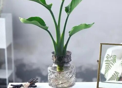 夏季养护鹤望兰有什么技巧