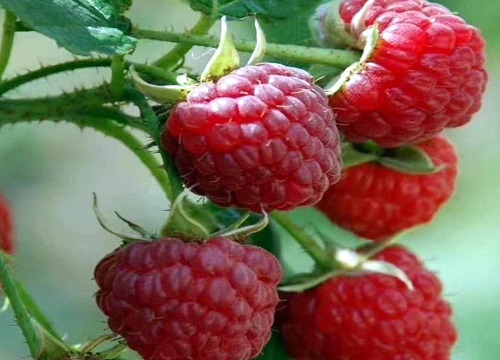 山莓什么时候成熟