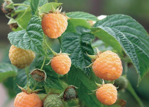 山莓什么时候成熟