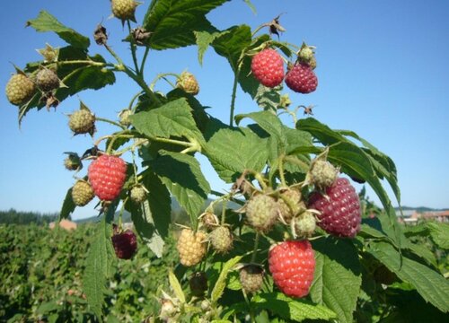 山莓什么时候成熟