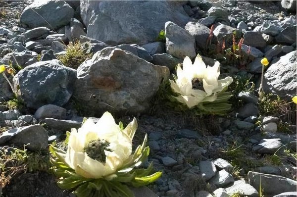 雪莲花的寓意和象征意义