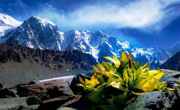 雪莲花的寓意和象征意义