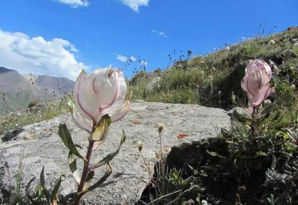 雪莲花的寓意和象征意义