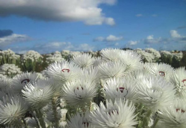 雪莲花的寓意和象征意义