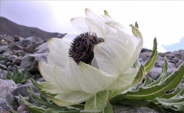 雪莲花的寓意和象征意义