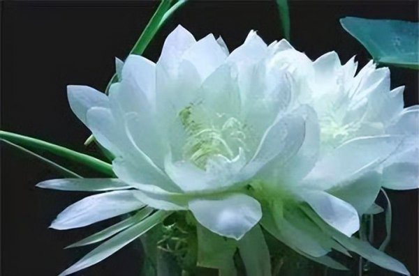 雪莲花的寓意和象征意义