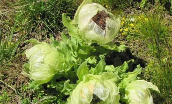 雪莲花的寓意和象征意义