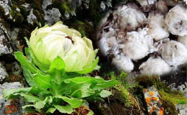 雪莲花的寓意和象征意义