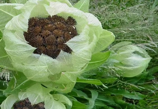 雪莲花的寓意和象征意义