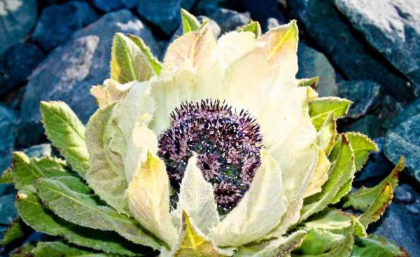 雪莲花的寓意和象征意义