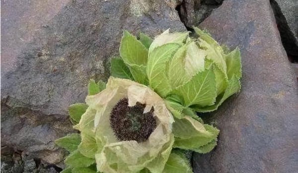 雪莲花的寓意和象征意义