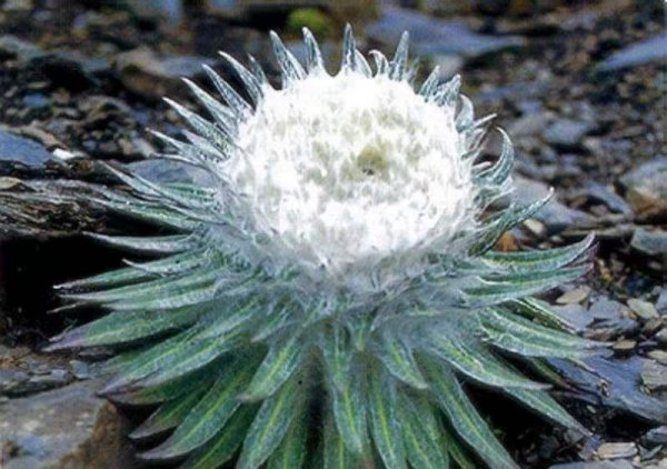 雪莲花的寓意和象征意义