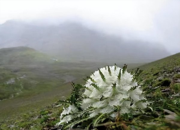 雪莲花的寓意和象征意义