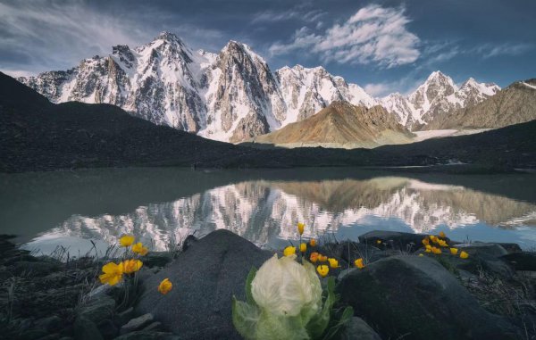 雪莲花的寓意和象征意义