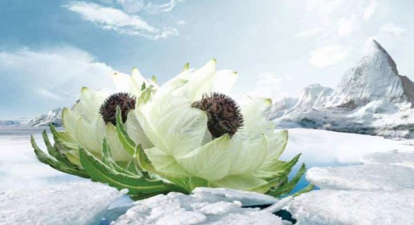 雪莲花的寓意和象征意义