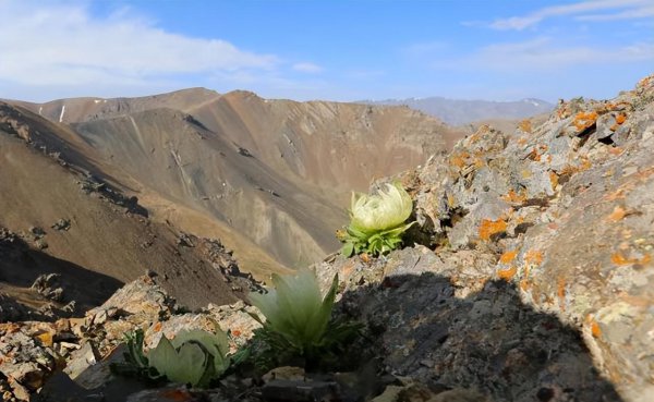 雪莲花的寓意和象征意义