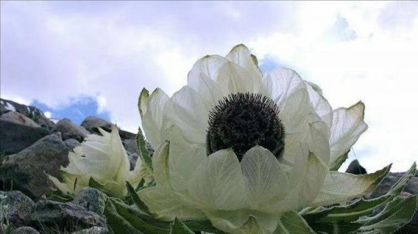 雪莲花的寓意和象征意义