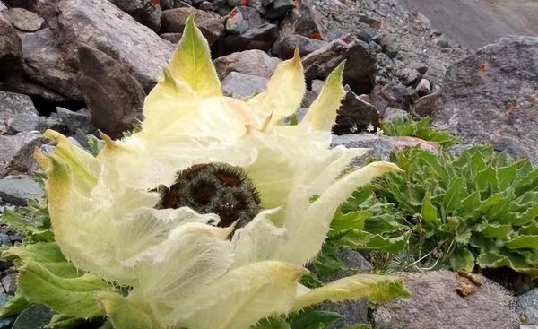 雪莲花的寓意和象征意义