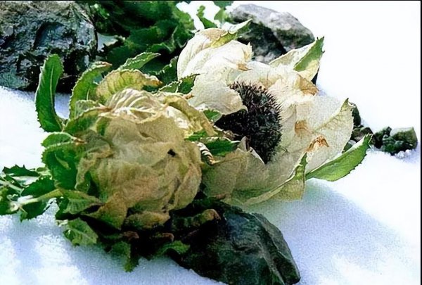 雪莲花的寓意和象征意义