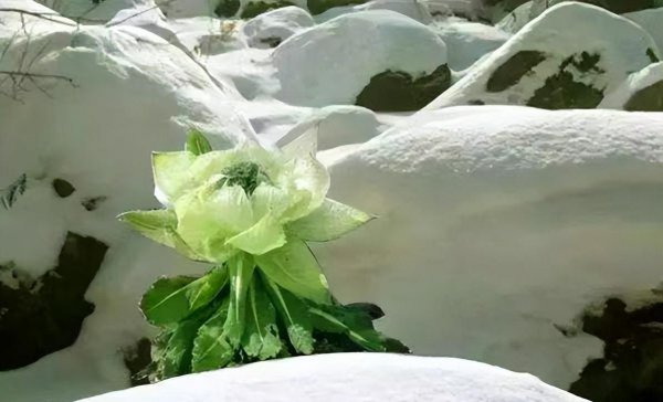 雪莲花的寓意和象征意义