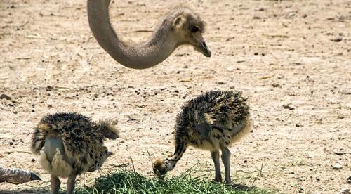 鸵鸟吃什么食物为主