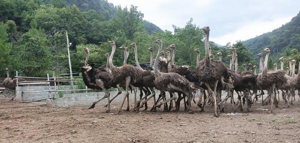 鸵鸟吃什么食物为主