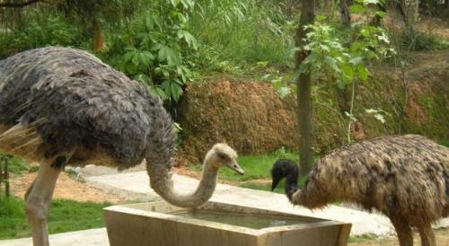 鸵鸟吃什么食物为主