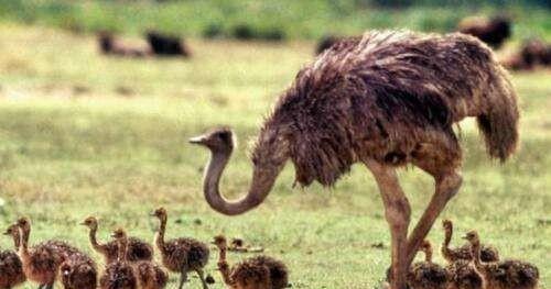 鸵鸟吃什么食物为主