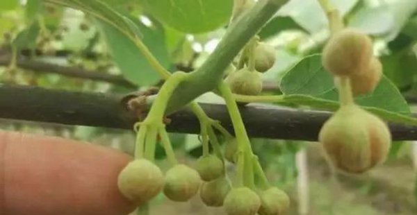 猕猴桃树苗怎么区分公母图片