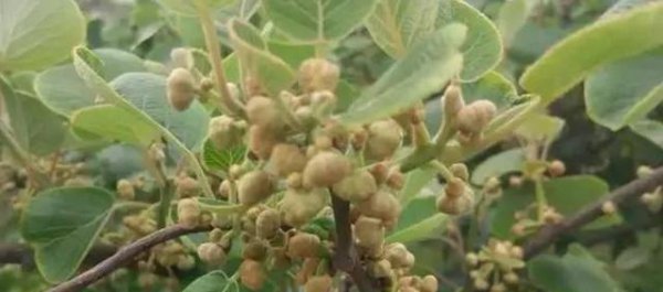 猕猴桃树苗怎么区分公母图片