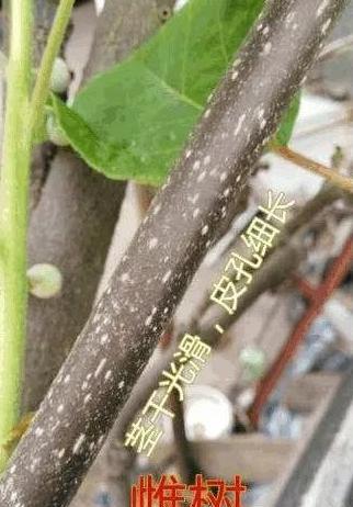 猕猴桃树苗怎么区分公母图片