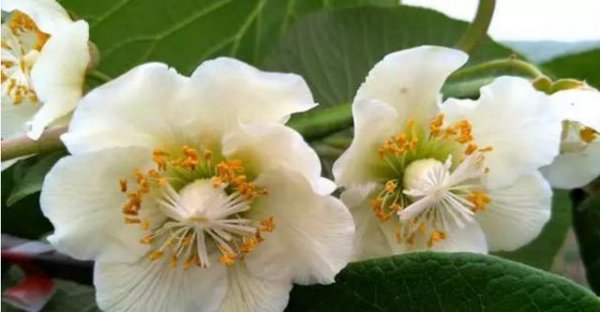 猕猴桃树苗怎么区分公母图片