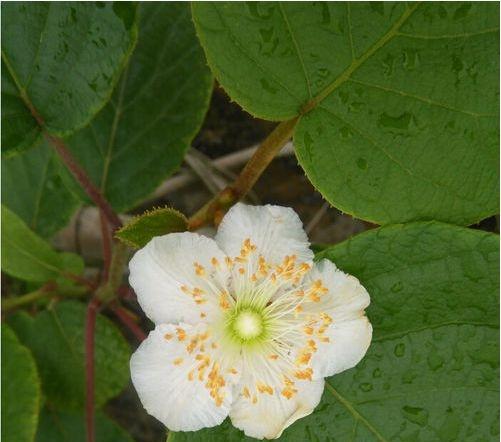 猕猴桃树苗怎么区分公母图片