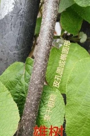 猕猴桃树苗怎么区分公母图片