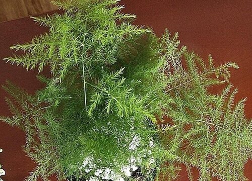 文竹黄叶长得慢该怎么进行处理