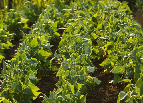 生土适合种什么农作物