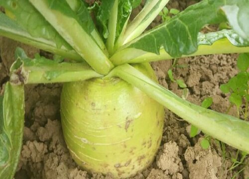 宠物狗狗可以吃萝卜吗