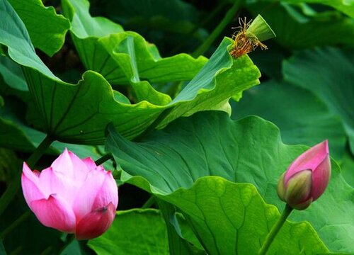 睡莲什么季节开花