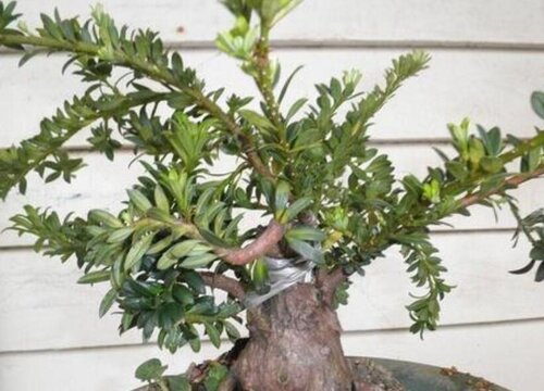 罗汉松叶子一碰就掉怎么办