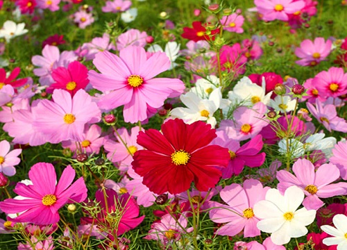 长条花盆适合种什么植物