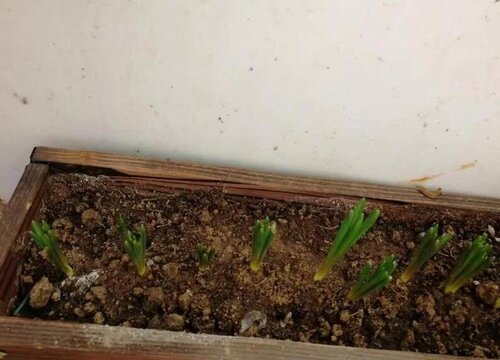 长条花盆适合种什么植物