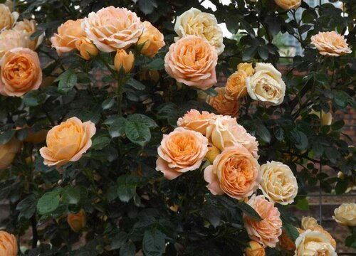 甜梦是藤本还是灌木