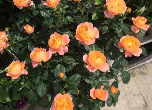 甜梦是藤本还是灌木